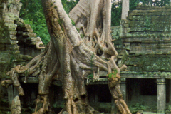 tree1