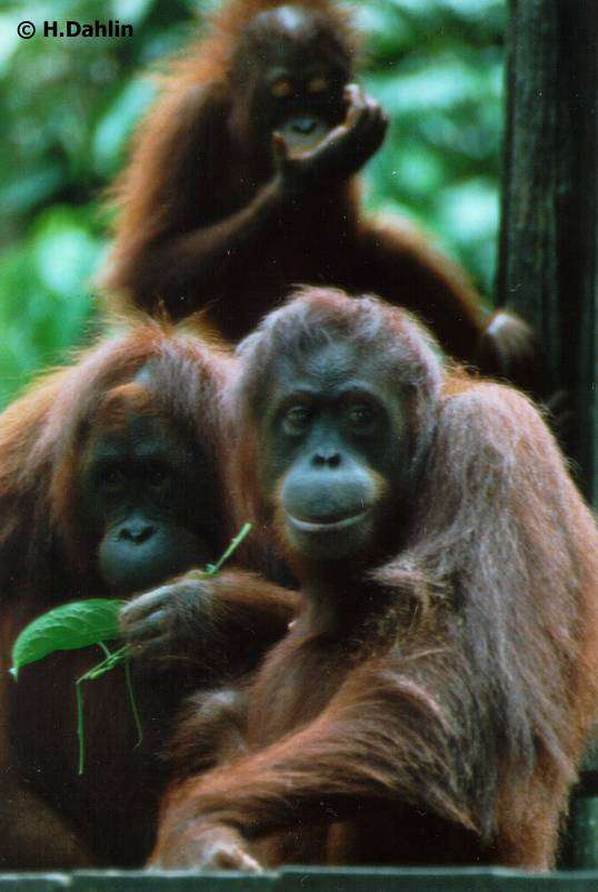 3orang